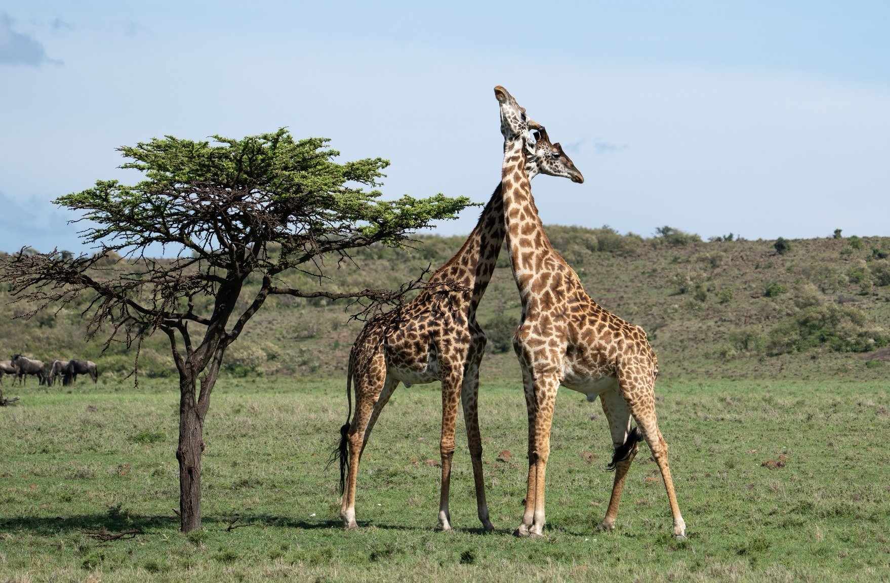 Two Giraffes crossing their necks